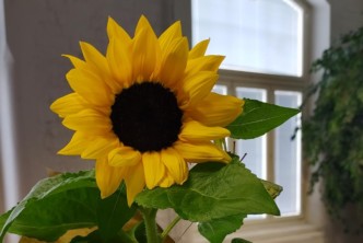 Kuvassa auringonkukka
